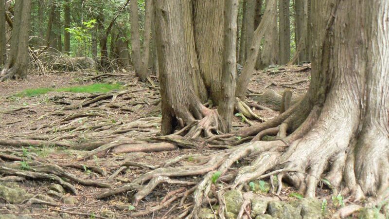 Inglis Falls Forest Trail