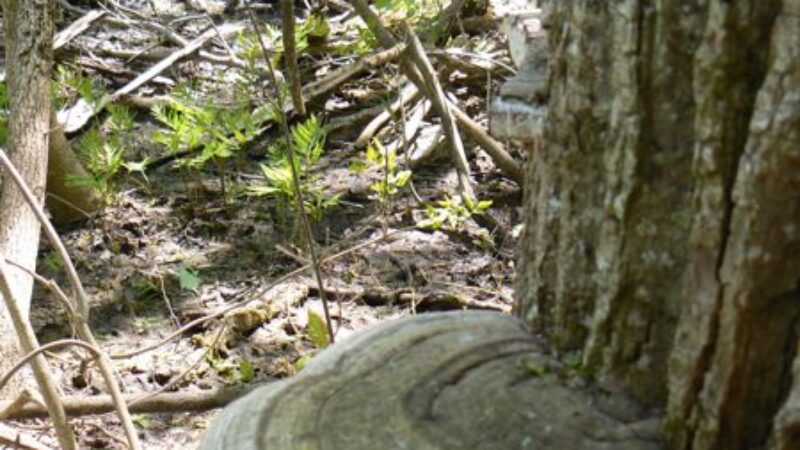 Massie Hills Fungus