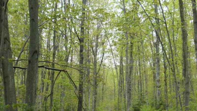 Massie Hills – Page 2 – Grey Sauble Conservation Authority
