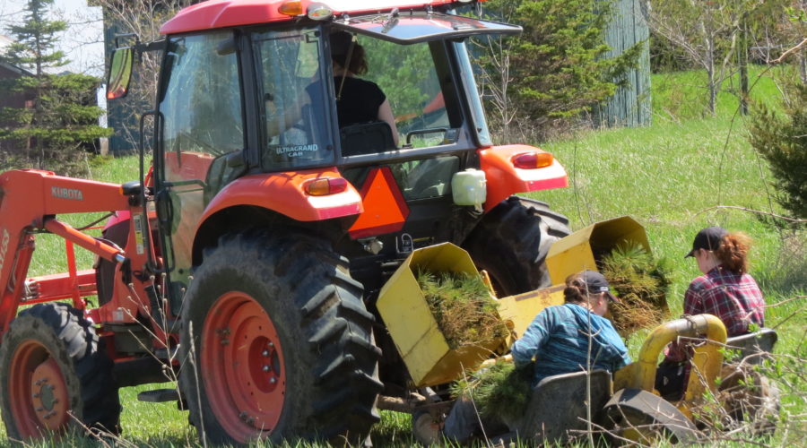 50 Million Tree Program Alive and Kicking