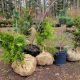 Grey Sauble Tree Sale: Saturday, April 27, 2024