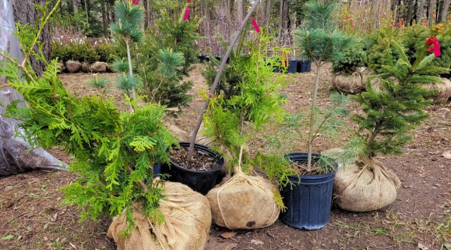 Grey Sauble Tree Sale: Saturday, April 27, 2024