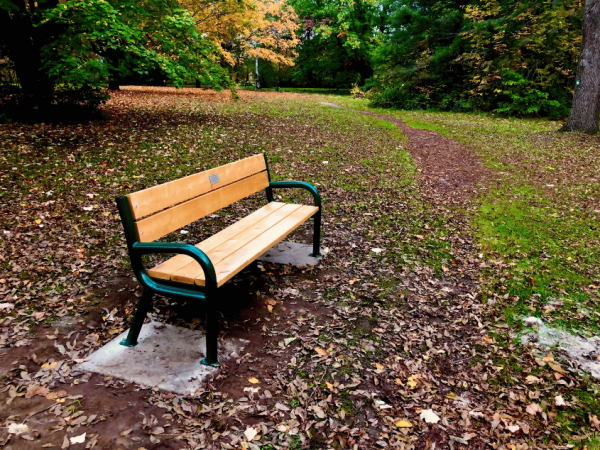 Bench beside a wooded trail in the Inglis Falls Arboretum surrounded by trees and autumn leaves.